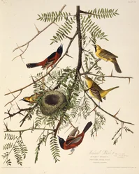 Wilga sadowa. Z Ptaków Ameryki, 1827-1838.