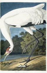 Żuraw krzykliwy, dorosły mężczyzna, 1834
