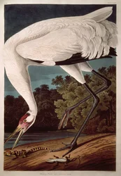 Żuraw krzykliwy z „Birds of America”