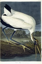 Drewniany Ibis, 1834