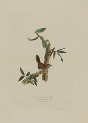 Długoogoniasty strzyżyk Bewicka, z Birds of America, rytował Robert Havell (1793-1878)