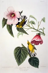 Blue Winged Yellow Warbler, z Birds of America, grawerowane przez Roberta Havella (1793-1878)