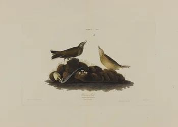 Brown Lark, z Birds of America, grawerowane przez Roberta Havella (1793-1878)