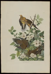 Carolina Pigeon lub Turtle Dove, z Birds of America, grawerowane przez Roberta Havella (1793-1878)