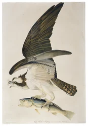 Fish Hawk lub Osprey, litografia Juliusa Biena (1826-1909), 1860