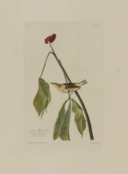 Drozd wodny z Luizjany, z Birds of America, grawerowany przez Roberta Havella (1793-1878)