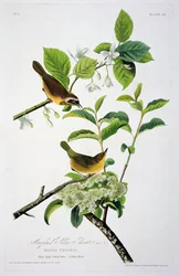 Maryland Yellow Throat, z Birds of America, grawerowane przez Roberta Havella (1793-1878)