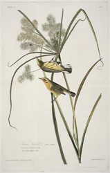 Prairie Warbler z Birds of America, grawerowane przez Roberta Havella (1793-1878)