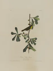 Roscoes Yellow Throat, z Birds of America, grawerowane przez Roberta Havella (1793-1878)