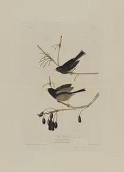 Snow Bird, z Birds of America, grawerowane przez Roberta Havella (1793-1878)