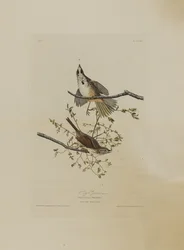 Wróbel śpiewający z Birds of America, grawerowane przez Roberta Havella (1793-1878)