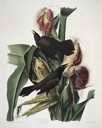Purpurowy Grackle, z Birds of America, grawerowany przez Roberta Havella (1793-1878)