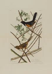 Trznadel Towhe z Birds of America, grawerowany przez Roberta Havella (1793-1878)