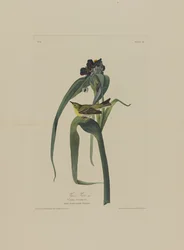 Vigers Vireo z Birds of America, grawerowane przez Roberta Havella (1793-1878)