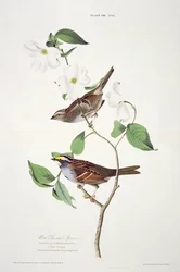 Wróbel białogardły, z Birds of America, grawerowane przez Roberta Havella (1793-1878)