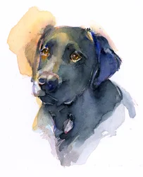 Czarny labrador, 2017