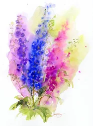 Delphinium, 2016, (akwarela)