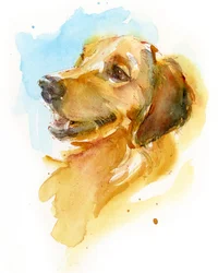 Golden Retriever, 2017, (akwarela)