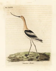 Szaszłyk amerykański, Recurvirostra americana. Ręcznie kolorowany miedzioryt narysowany i grawerowany przez Johna Lathama z jego własnej A General History of Birds, Winchester