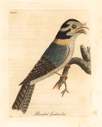 Australijski lelek sowa, Aegotheles cristatus czy płowy żabogębek, Podargus strigoides? (Opasany kozioł, Caprimulgus vittatus.) Ręcznie barwiony miedzioryt narysowany i grawerowany przez Johna Lathama z jego własnej A General History of Birds, Winchester