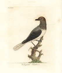 Brodacz dzwonkowy, Procnias averano (pstry gaduła, Ampelis variegata). Ręcznie kolorowany miedzioryt, rysowany i rytowany przez Johna Lathama z jego własnego dzieła A General History of Birds, Winchester
