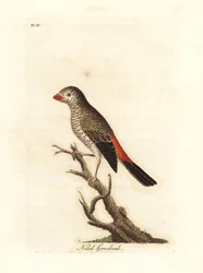 Krasnogonka czerwonoucha, Stagonopleura bella (błyszczący grubodziób, Loxia nitida). Rysunek i ryt autorstwa Johna Lathama do jego własnego dzieła A General History of Birds, Winchester