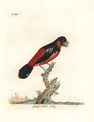 Czarno-czerwony szerokodziób, Cymbirhynchus macrorhynchos (todi wielkodzioby, Todus nasutus). Ręcznie kolorowany miedzioryt, rysowany i rytowany przez Johna Lathama do jego własnej A General History of Birds, Winchester
