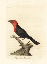 Barbet czarnodzioby, Lybius guifsobalito (abisyński przecinacz roślin, Loxia tridactyla). Ręcznie kolorowana rycina miedziorytnicza, rysowana i rytowana przez Johna Lathama z jego własnej A General History of Birds, Winchester