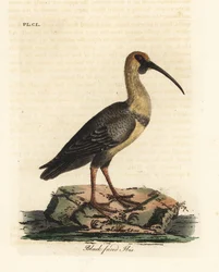 Ibis czarnogłowy, Theristus melanopis (Tantalus melanops). Ręcznie kolorowany miedzioryt narysowany i grawerowany przez Johna Lathama z jego własnej A General History of Birds, Winchester