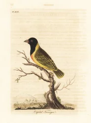 Tkacz czarnogłowy z żółtym kołnierzem, Ploceus melanocephalus capitalis (Capital tanager, Tanagra capitalis). Ręcznie kolorowany miedzioryt narysowany i grawerowany przez Johna Lathama z jego własnej A General History of Birds, Winchester