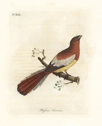 Trogon czarnogardły, Trogon rufus, samica (rdzawy kurukui, Trogon rufus). Skopiowano z ilustracji Martineta przedstawiającej ptaka z Kajenny, wykonanej do Coucou a queue rousse Buffona. Ręcznie kolorowana rycina miedziorytnicza, narysowana i wyryta przez