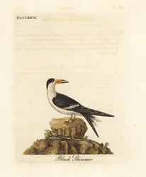 Nóżodziobek czarny, Rynchops niger (Rhynchops nigra). Ręcznie kolorowany miedzioryt, rysowany i rytowany przez Johna Lathama z jego własnego dzieła A General History of Birds, Winchester