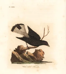 Białorzytka czarna, Oenanthe leucura (drozd białoogonowy, Turdus leucurus). Ręcznie kolorowana rycina miedziorytnicza, narysowana i wyryta przez Johna Lathama do jego własnego dzieła A General History of Birds, Winchester