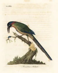 motmot niebiesko-koronowany, Momotus momota (motmot brazylijski, Momotus brasiliensis). Ręcznie kolorowany miedzioryt narysowany i grawerowany przez Johna Lathama z jego własnej A General History of Birds, Winchester
