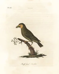 Barbet brązowogłowy, Megalaima zeylanica? (Buff-faced Barbet, Bucco lathami). Z okazu oznaczonego Megalaima lathami w British Museum. Ręcznie kolorowany miedzioryt narysowany i grawerowany przez Johna Lathama z jego własnej A General History of Birds, Winc