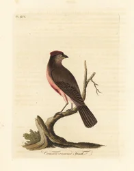 czeczotka pospolita , Carduelis flammea ( zięba karmazynowa , Fringilla flammea ). Ręcznie kolorowany miedzioryt narysowany i grawerowany przez Johna Lathama z jego własnej A General History of Birds, Winchester