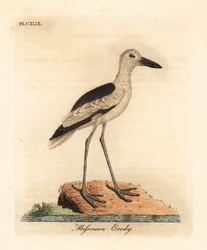 Sieweczka krabowa, Dromas ardeola (erodia abisyńska, Ardea pondiceriana). Ręcznie kolorowany miedzioryt narysowany i grawerowany przez Johna Lathama z jego własnej A General History of Birds, Winchester