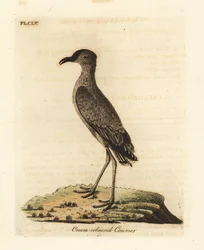 Kursor kremowy, kursor Cursorius (Cursorius europaeus). Ręcznie kolorowany miedzioryt narysowany i grawerowany przez Johna Lathama z jego własnej A General History of Birds, Winchester