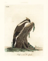 Dzięcioł karmazynowy, Campephilus melanoleucos (Dzięcioł dwuczuby, Picus melanoleucus). Na podstawie skórki w Muzeum Leveriana. Ręcznie kolorowany miedzioryt narysowany i grawerowany przez Johna Lathama z jego własnej A General History of Birds, Winchester