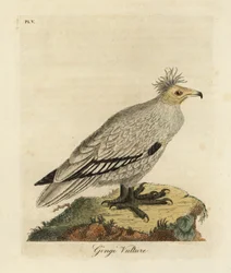 Sęp egipski , Neophron percnopterus ginginianus.1824 (rycina)