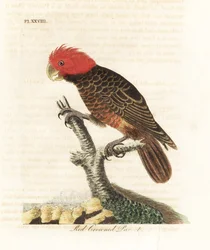 Kakadu gang-gang, Callocephalon fimbriatum (papuga czerwonoczuba, Psittacus galeatus). Ręcznie kolorowany miedzioryt, rysowany i rytowany przez Johna Lathama do jego własnej A General History of Birds, Winchester