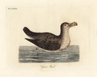 Petrel olbrzymi, Macronectes giganteus (jako Precellaria gigantea, błąd w przypadku Procellaria gigantea). Ręcznie kolorowany miedzioryt narysowany i grawerowany przez Johna Lathama z jego własnej A General History of Birds, Winchester