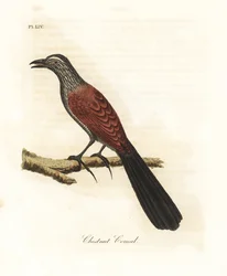 Bażant kukal lub wrona, Centropus sinensis (kukal kasztanowca). Ręcznie kolorowany miedzioryt narysowany i grawerowany przez Johna Lathama z jego własnej A General History of Birds, Winchester