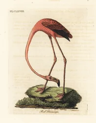 Flaming większy, Phoenicopterus roseus lub flaming amerykański, Phoenicopterus ruber (Czerwony flaming, Phaenicopterus ruber). Ręcznie kolorowany miedzioryt narysowany i grawerowany przez Johna Lathama z jego własnej A General History of Birds, Winchester