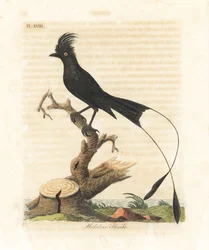 Dziwogon rajski, Dicrurus paradiseus (dzierzba malabarska, Lanius malabaricus). Ręcznie kolorowana płyta miedziana, narysowana i rytowana przez Johna Lathama do jego własnego dzieła A General History of Birds, Winchester