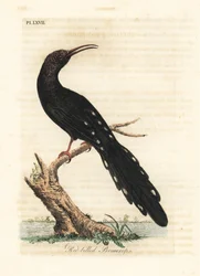 Dudek zielony, Phoeniculus purpureus (Promerops czerwonodzioby, Upupa erythrorynchos). Ręcznie kolorowany miedzioryt narysowany i grawerowany przez Johna Lathama z jego własnej A General History of Birds, Winchester