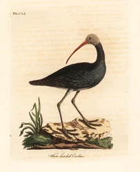 Hadada czy hadeda ibis, Bostrychia hagedash? (Kulik białogłowy, Numenius leucocephalus.) Ręcznie barwiony miedzioryt narysowany i wygrawerowany przez Johna Lathama z jego własnej A General History of Birds, Winchester