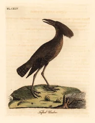 Hamerkop, Scopus umbretta (Umbre czubate). Ręcznie kolorowany miedzioryt narysowany i grawerowany przez Johna Lathama z jego własnej A General History of Birds, Winchester