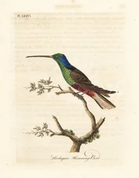 Koliber arlekin, wielobarwny Trochilus. Sfabrykowany okaz w British Museum. Ręcznie kolorowany miedzioryt narysowany i grawerowany przez Johna Lathama z jego własnej A General History of Birds, Winchester