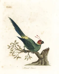 Papuga rogata , Eunymphicus cornutus. Wrażliwy (Papuga rogata, Psittacus bisetis.) Ręcznie barwiony miedzioryt narysowany i grawerowany przez Johna Lathama z jego własnej A General History of Birds, Winchester